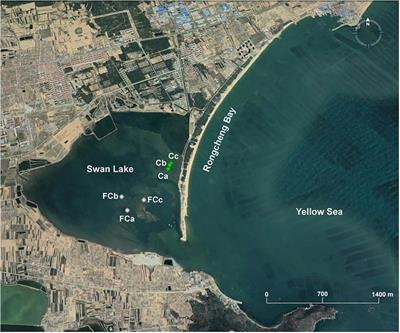 Effects of Organic Phosphorus on Methylotrophic Methanogenesis in Coastal Lagoon Sediments With Seagrass (Zostera marina) Colonization